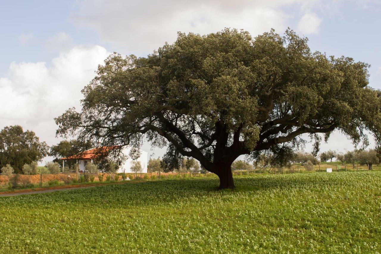 Monte Quinta Verde 费雷拉杜阿连特茹 外观 照片