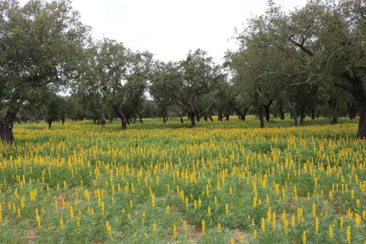 Monte Quinta Verde 费雷拉杜阿连特茹 外观 照片